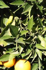            Sun leaves (Riverside, CA)   