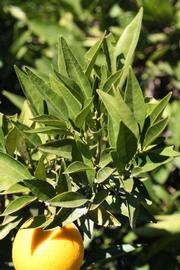            Sun leaves (Riverside, CA)   