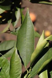              Unifoliolate leaf (Riverside, CA)       