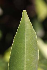              Margin (Riverside, CA)       