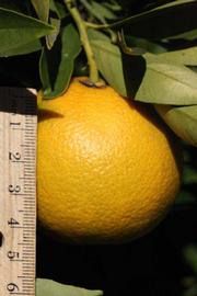              Fruit (Riverside, CA)       