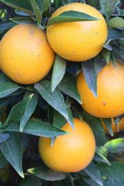              Fruit (Riverside, CA)       