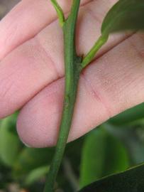              First year twig (Winter Haven, FL)       