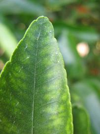              Margin (Winter Haven, FL)       