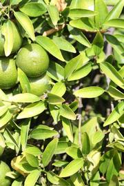              Sun leaves (Riverside, CA)       