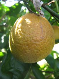              Fruit (Winter Haven, FL)       