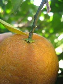              Fruit (Winter Haven, FL)       