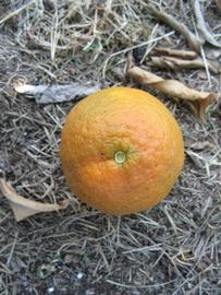              Fruit (Winter Haven, FL)       