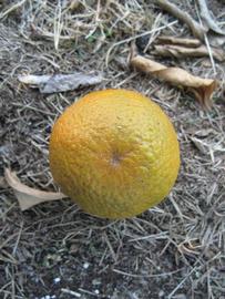              Fruit (Winter Haven, FL)       