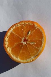              Fruit cross-section (Riverside, CA)       