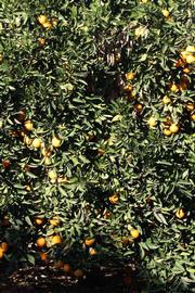              Habit (Riverside, CA)       