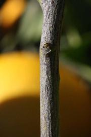              Second - third year twig (Riverside,   CA)       