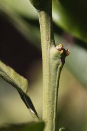              First year twig (Riverside, CA)       