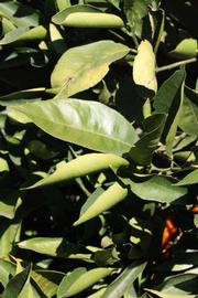              Sun leaves (Riverside, CA)       