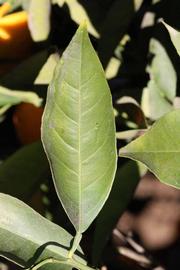              Unifoliolate leaf (Riverside, CA)       