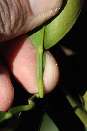              Petiole (Riverside, CA)       