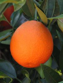              Fruit (Riverside, CA)       