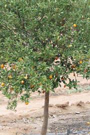            Habit (Riverside, CA)   