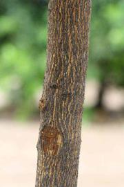            Bark (Riverside, CA)   