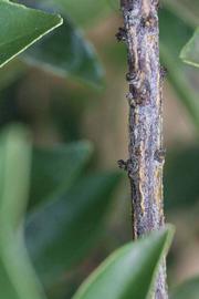              Second - third year twig (Riverside, CA)       