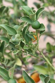              Sun leaves (Riverside, CA)       