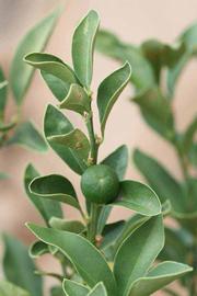              Sun leaves (Riverside, CA)       