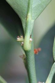              Petiole (Riverside, CA)       