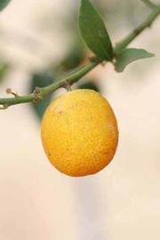            Fruit of  Fortunella japonica        (Marumi, Riverside,   CA)   
