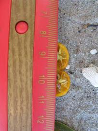              Fruit cross-section (Winter Haven, FL)       