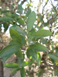            Shade leaves (Winter Haven, FL)   