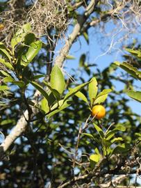            Sun leaves (Winter Haven, FL)   