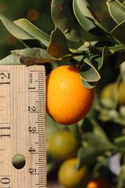              Fruit (Riverside, CA)       