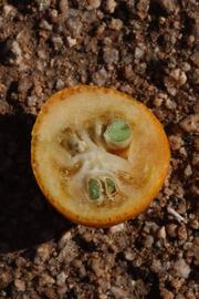              Fruit cross-section (Riverside, CA)       