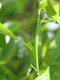            First year twig (Winter Haven, FL)   