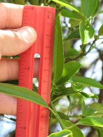              Unifoliolate leaf (Winter Haven, FL)       