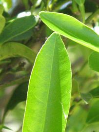              Margin (Winter Haven, FL)       