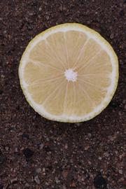              Fruit cross-section (Riverside, CA)       