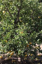            Habit (Riverside, CA)   