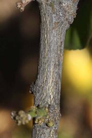              Second - third year twig (Riverside, CA)       