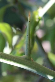              First year twig (Riverside, CA)       