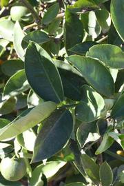              Shade leaves (Riverside, CA)       