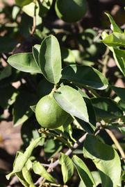             Sun leaves (Riverside, CA)       