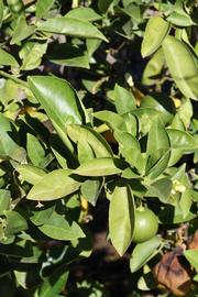              Sun leaves (Riverside, CA)       