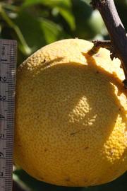            Fruit (Riverside, CA)   