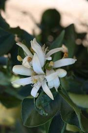              Flower (Riverside, CA)       