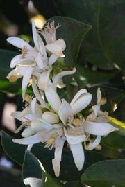              Flower (Riverside, CA)       
