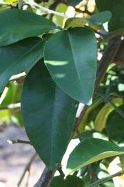              Shade leaves (Riverside, CA)       