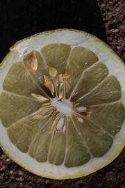              Fruit cross-section (Riverside, CA)       