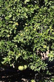            Habit (Riverside, CA)   