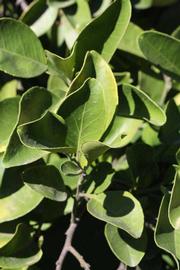              Sun leaves (Riverside, CA)       